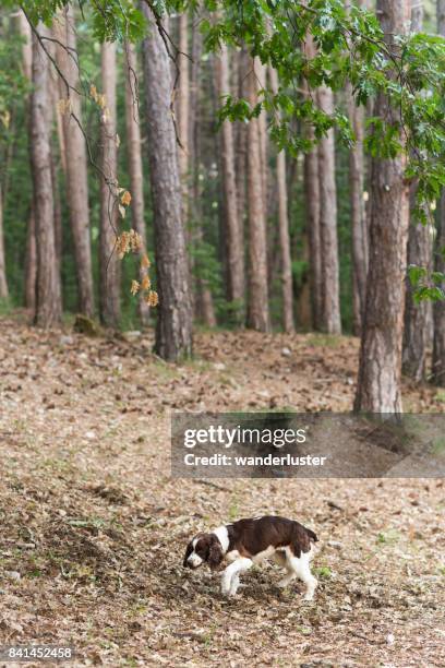 Italian Springer 770 Springer Foods Stock Photos, High-Res Pictures, and Images - Getty ...