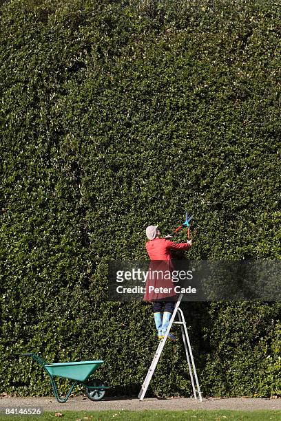 woman cutting large hedge - perfect bildbanksfoton och bilder