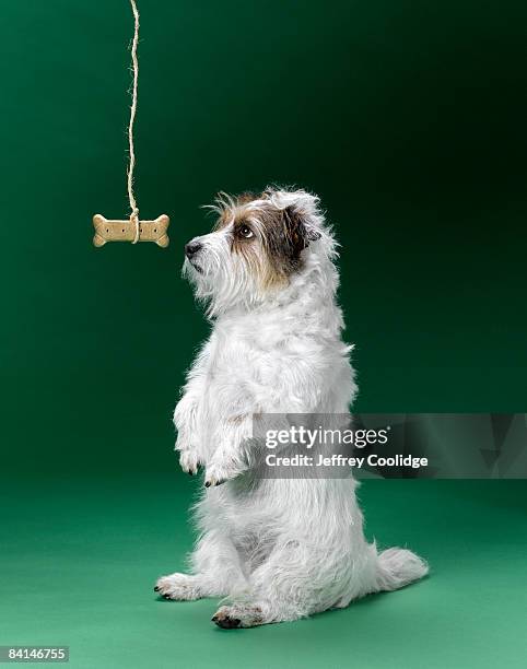 jack russell terrier begging for dog bone - anreiz stock-fotos und bilder