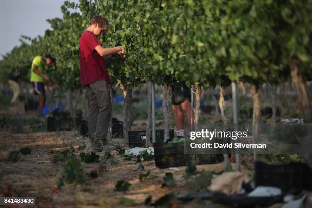 Young Israeli workers harvest Chardonnay grapes at dawn for Pelter Winery in the Nana Farm vineyard on July 26, 2017 in the heart of the Negev Desert...