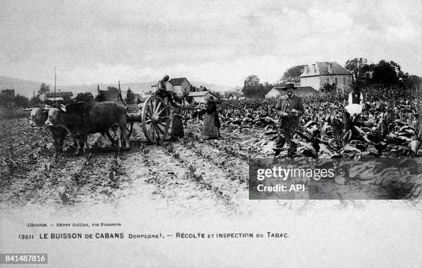 Carte postale illustrée par la photographie de paysans à la récolte et à l'inspection du tabac, à Le Buisson de Cabans en Dordogne, en France.