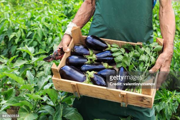 boer verzamelt verse aubergines op een biologische boerderij - eggplant stockfoto's en -beelden