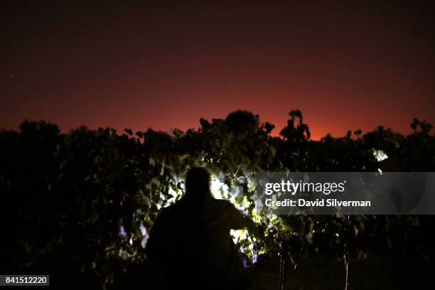 An Israeli Bedouin Arab woman harvests Merlot grapes by flashlight at night for Tzora Winery on August 15, 2017 at Shoresh vineyard in the Judean...