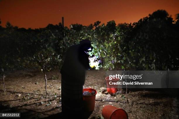 An Israeli Bedouin Arab woman harvests Merlot grapes by flashlight at night for Tzora Winery on August 15, 2017 at Shoresh vineyard in the Judean...
