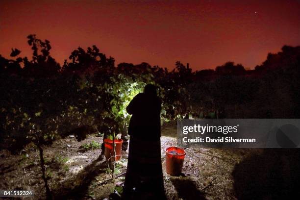 An Israeli Bedouin Arab woman harvests Merlot grapes by flashlight at night for Tzora Winery on August 15, 2017 at Shoresh vineyard in the Judean...