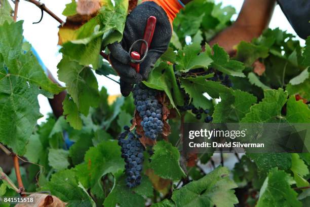 Israeli Arab workers harvest old-vine Carignan grapes in a 40-year-old natural vineyard that is neither watered or weeded for Recanati Winery on...