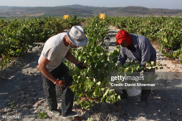 Israeli Arab workers harvest old-vine Carignan grapes in a 40-year-old natural vineyard that is neither watered or weeded for Recanati Winery on...