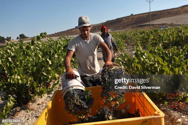 Israeli Arab workers harvest old-vine Carignan grapes in a 40-year-old natural vineyard that is neither watered or weeded for Recanati Winery on...