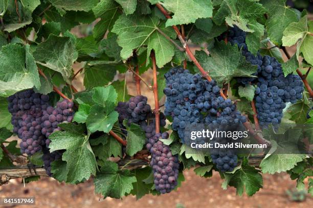 Pinot Gris grapes, at left, are seen alongside darker Pinot Noir grapes during a harvest for Dalton Winery on August 10, 2017 at Misgav in the Upper...