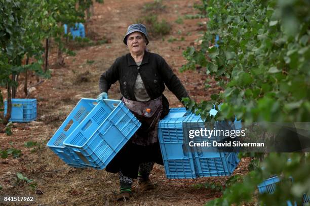 An Israeli Arab woman harvests Pinot Gris grapes for Dalton Winery on August 10, 2017 at Misgav in the Upper Galilee in northern Israel. In a trend...