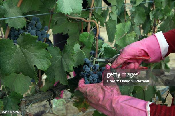 An Israeli Bedouin Arab woman wears kitchen gloves as she harvests Mourvedre grapes for Yatir Winery on August 21, 2017 at the Carmel vineyard in the...