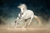 White andalusian horse