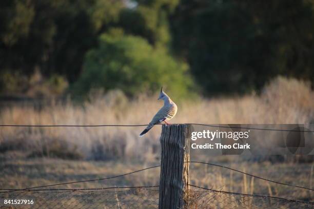 crested pigeon on a fence post - ocyphaps lophotes stock pictures, royalty-free photos & images