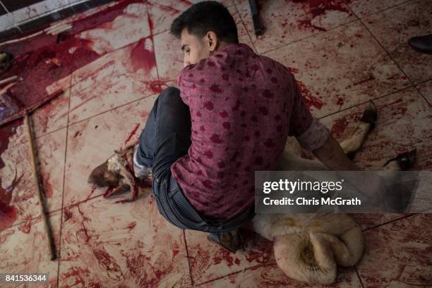 Man drains the blood from a sacrificial sheep after it was slaughtered during Eid-al-Adha celebrations on September 01, 2017 in Kilis, Turkey,...