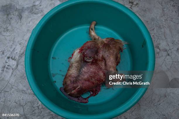 The head of a sacrificial animal is seen in a bucket after it was slaughtered during Eid-al-Adha celebrations on September 01, 2017 in Kilis, Turkey,...