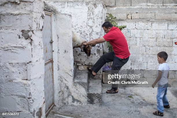 Syrian refugee Husin Lok brings a sheep to slaughter as his son watches on at their family home during Eid-al-Adha celebrations on September 01, 2017...