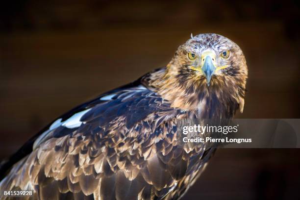 eastern imperial eagle (aquila heliaca) - aguila imperial bildbanksfoton och bilder