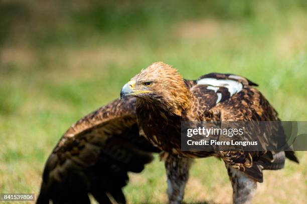 eastern imperial eagle (aquila heliaca) spreading its wings - aguila imperial bildbanksfoton och bilder