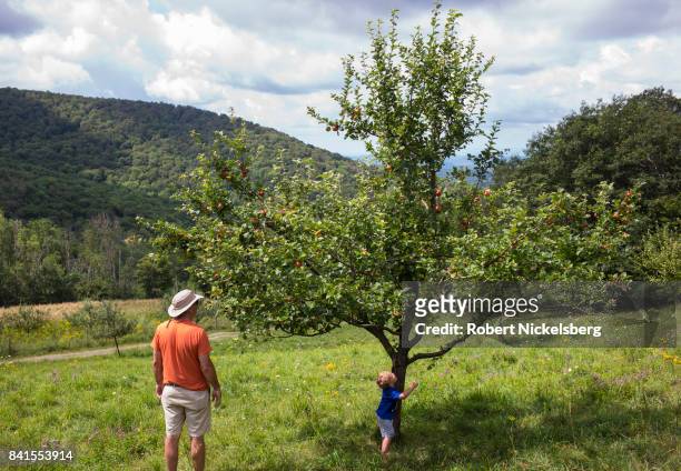 Young boy searches for an apple in a fruit orchard August 19, 2017 at the Merck Forest and Farmland Center in Rupert, Vermont. The Merck Forest...