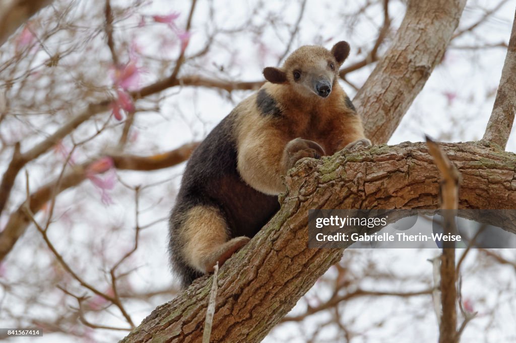 Lesser anteater