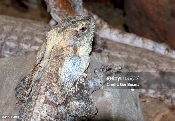 frilled neck lizard (chlamydosaurus kingii) - clamidosaurio de king fotografías e imágenes de stock