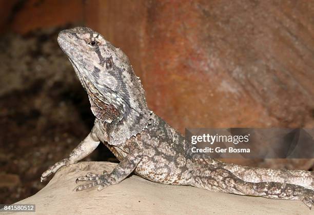frilled lizard (chlamydosaurus kingii) - frilled lizard stock pictures, royalty-free photos & images