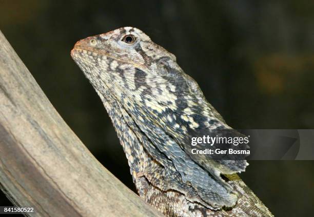 frilled lizard head - frilled lizard stock pictures, royalty-free photos & images