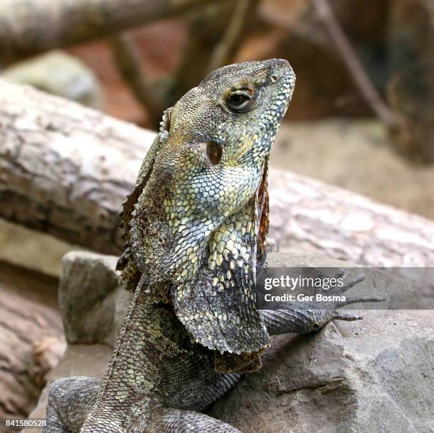 australian frilled dragon (chlamydosaurus kingii) - frillneck lizard stock pictures, royalty-free photos & images