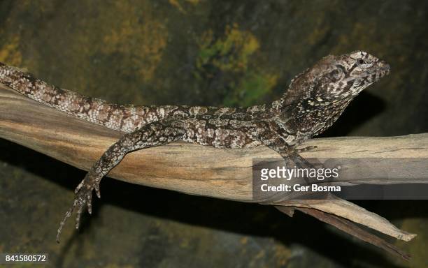 frilled neck lizard (chlamydosaurus kingii) - frilled lizard stock pictures, royalty-free photos & images