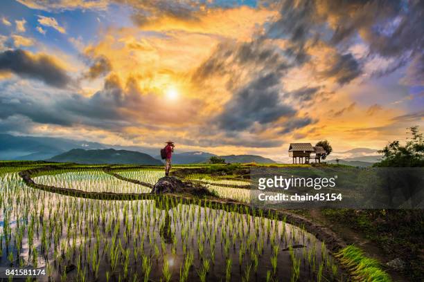 a photographer bagpacker travel and take a caption of beautiful step of rice terrace paddle field during sunset in chiangmai, thailand. ciangmai is the most of beautiful in nature place in thailand, southeast asia. travel concept. - cuisine thai ストックフォトと画像