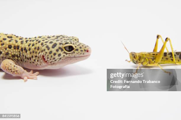 leopard gecko attacks an insect - gecko leopard stockfoto's en -beelden
