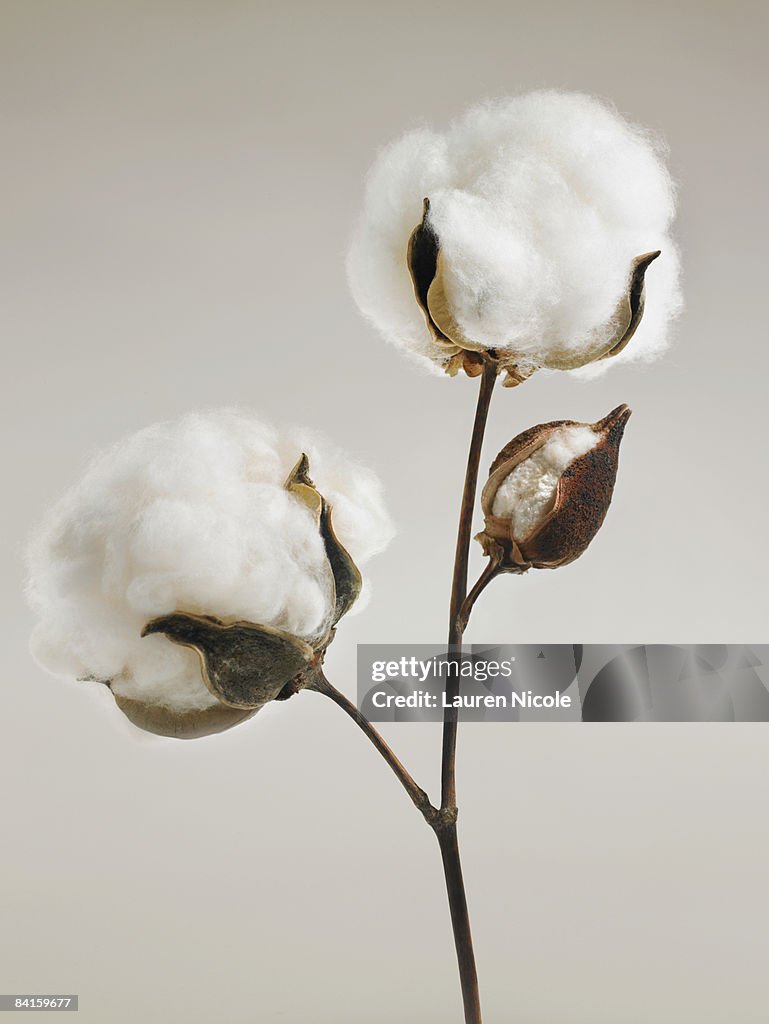 Cotton Blossoms