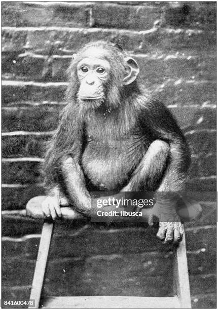 antique photo: chimpanzee - chimpanzee stock illustrations