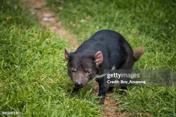 the tasmanian devil in phillip island conservation park, australia. - tasmanian tourist destinations stock pictures, royalty-free photos & images