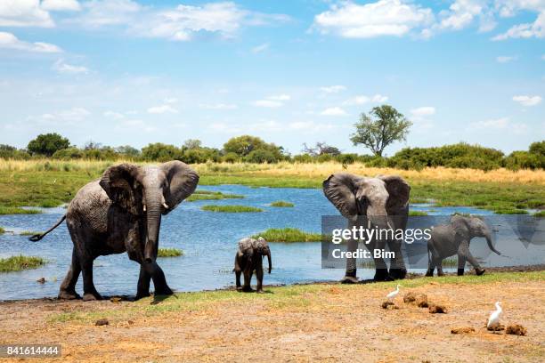 family of african elephants at waters edge - parque nacional de chobe imagens e fotografias de stock