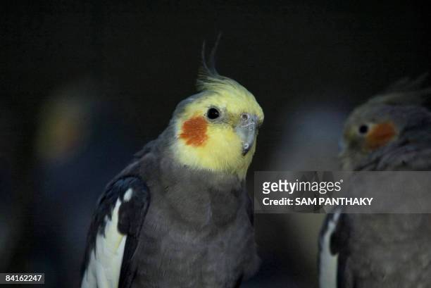 Cockatiels are seen inside their cage at The Kamala Nehru Zoolgical Garden in Ahmedabad on January 3, 2009. Cockatiel are the smallest and genuinely...