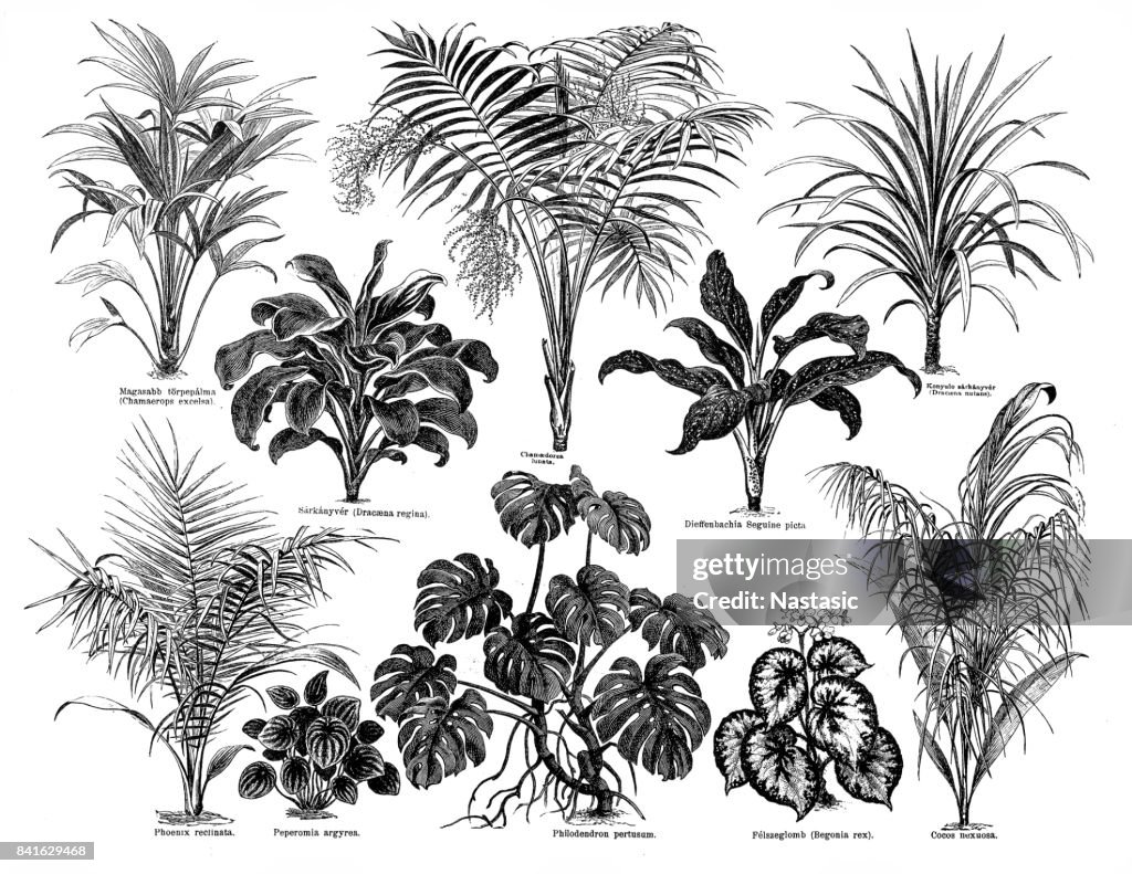 Large leafs plants