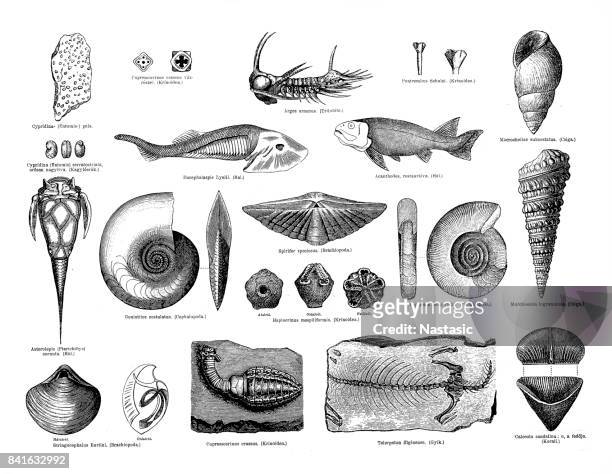 ilustraciones, imágenes clip art, dibujos animados e iconos de stock de fósiles devonian - silúrico
