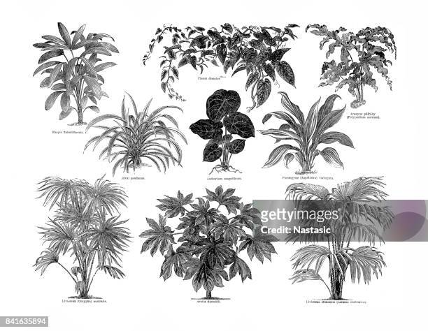 large leafs plants - mandevilla stock illustrations