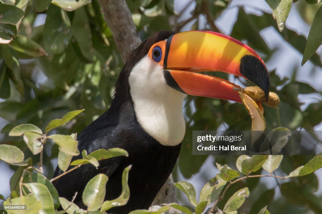 Toco Toucan eating a nut close-up