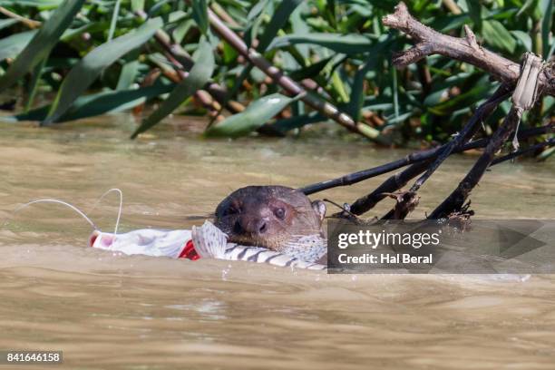 giant river otter catching a fish - cuiaba river stock pictures, royalty-free photos & images