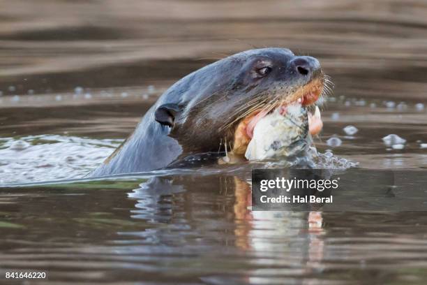 giant river otter eating a fish close-up - cuiaba river stockfoto's en -beelden