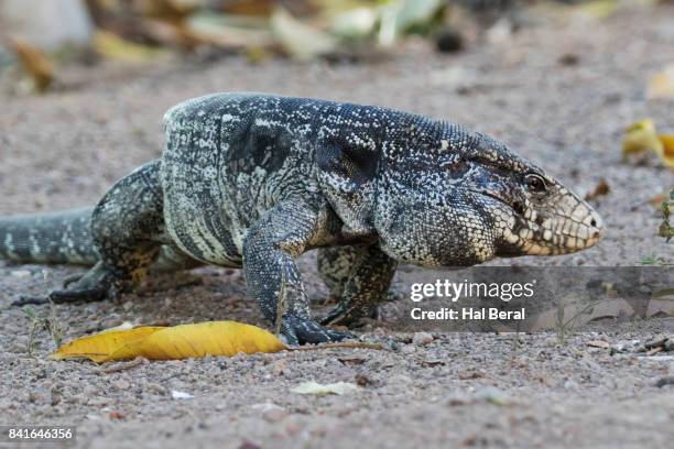 argentine black and white tegu lizard - black and white tegu stock pictures, royalty-free photos & images