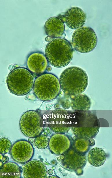 green algae--coccoid green algae, unicellular, 100x - magnification stock pictures, royalty-free photos & images