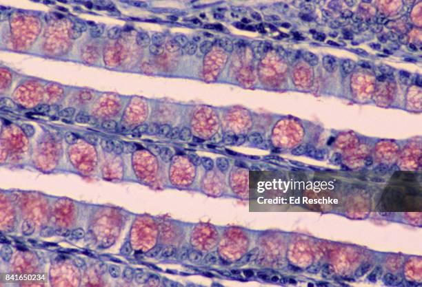 large intestine--mucosa or lining with very abundant goblet cells, 100x - darmschleimhaut stock-fotos und bilder