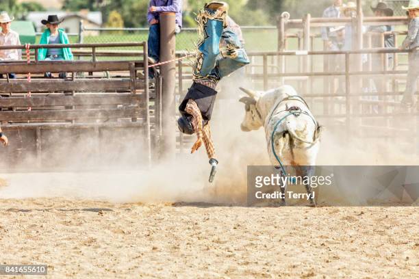 bull rider is gegooid van een stier tijdens rodeo competitie - bull riding stockfoto's en -beelden