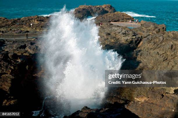 the kiama blowhole,  kiama, new south wales, australia - blåshål djurkroppsdel bildbanksfoton och bilder