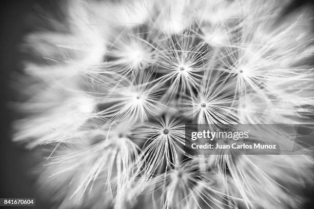 dandelion - diente de leon (taraxacum officinale), leon province, castilla y leon, spain, europe - diente de leon stock pictures, royalty-free photos & images