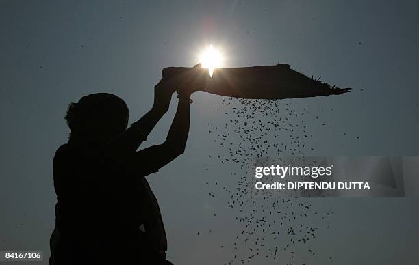 Indian women sift rice at a village on the outskirts of Siliguri in West Bengal district on January 4, 2009.Rice is an important staple food crop in...