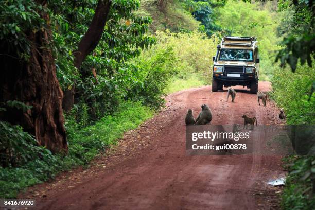 tanzania safari - tanzania imagens e fotografias de stock